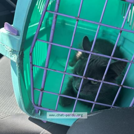 Photo 1/4 MICHKA Chat lost in Ingre