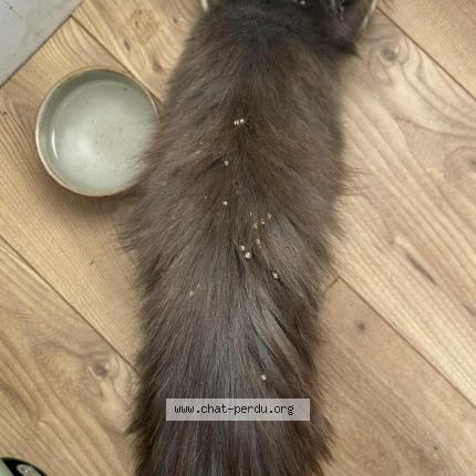 Photo 2/4 MICHKA Chat lost in Ingre