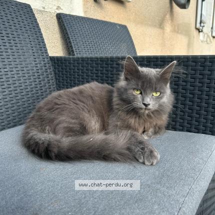 Photo 4/4 MICHKA Chat lost in Ingre