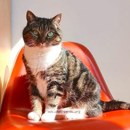 Photo 1/1 Reunited cat Lost in Ixelles
