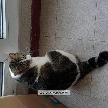 Photo 1/2 Grignette Chat lost in Saint priest