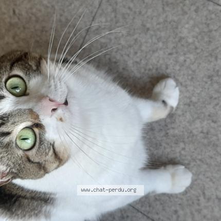 Photo 2/2 Grignette Chat lost in Saint priest