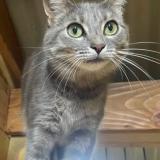 Picture of cat lost at Abrest