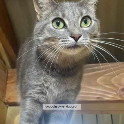 Photo 1/1 TINA Chat lost in Abrest