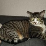 Picture of cat lost at Bayonne