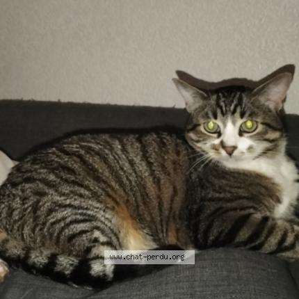 Photo 1/1 Kobe Chat lost in Bayonne