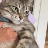 Picture of cat lost at Muret