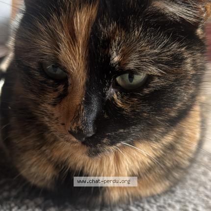 Photo 1/1 Kiko Chat lost in Houssen