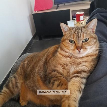 Photo 1/1 Gazelle Chat lost in Grezieu la varenne