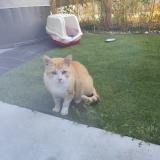 Picture of cat found at Saint Sulpice Et Cameyrac