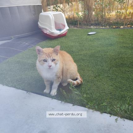 Photo 1/1 Found cat Found in Saint sulpice et cameyrac
