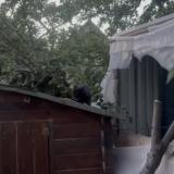 Picture of cat found at Bondy