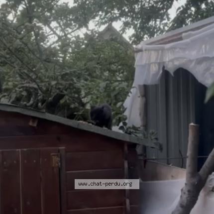 Photo 1/1 Found cat Found in Bondy