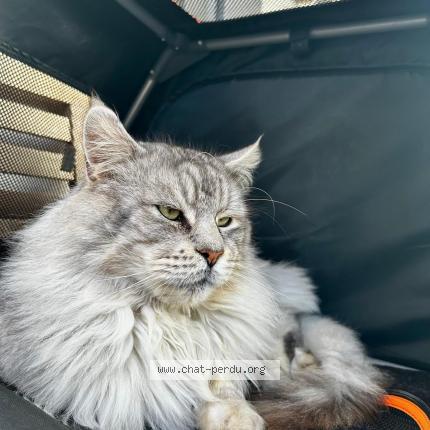 Photo 1/1 Lucky Chat lost in Chilly