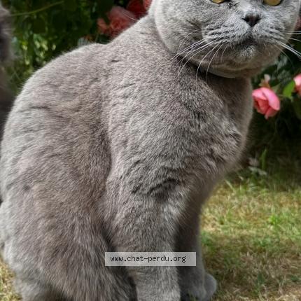 Photo 1/1 Siberie Chat lost in Court saint etienne