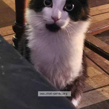 Foto di gatto smarrito a Sion