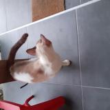 Picture of cat found at Floirac