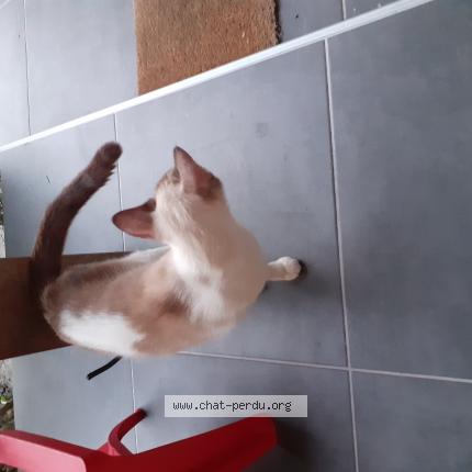 Photo 1/1 Found cat Found in Floirac