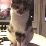 Picture of cat lost at Chatelaine