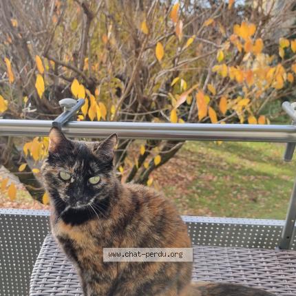 Foto 1/1 Wiedergefundene Katze Verloren in La Tour De Peilz