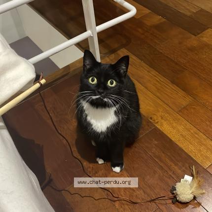 Photo 1/1 Fripouille Chat lost in Villiers sur marne