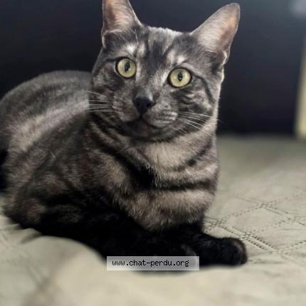Foto van vermiste kat in Herstal