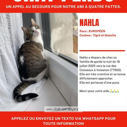 Photo 1/1 NAHLA Chat lost in Voisenon