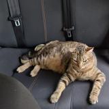 Picture of cat lost at Champigny Sur Marne