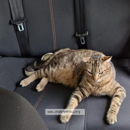 Photo 1/1 ROMY Chat lost in Champigny sur marne