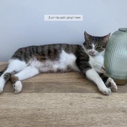 Photo 1/1 Nala Chat lost in Argentre