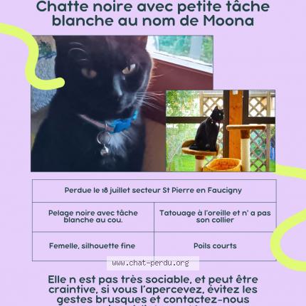 Photo 1/1 Moona Chat lost in St pierre en faucigny