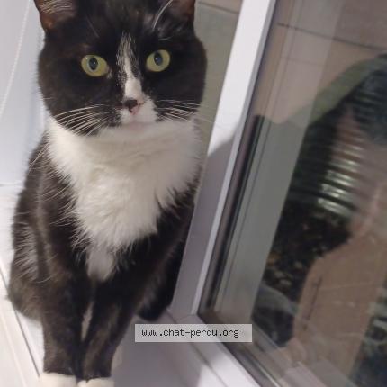 Photo 1/1 Gisèle Chat lost in Quebec