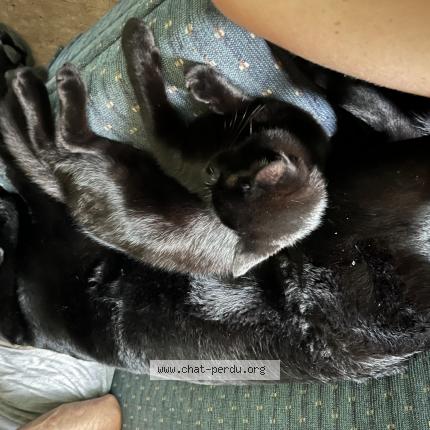 Photo 1/1 Shaga Chat lost in Chertsey