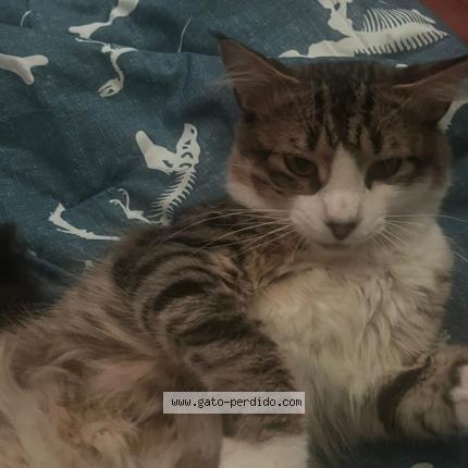 Photo 1/1 Shinji Chat lost in San carlos