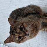 Picture of cat found at Drancy