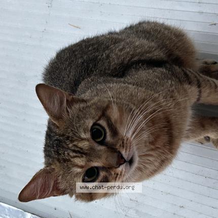 Photo 1/1 Found cat Found in Drancy