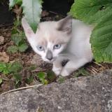 Picture of cat lost at Creil