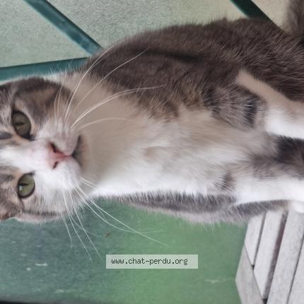 Photo 1/1 Found cat Found in Bonneuil