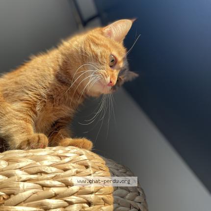 Photo 1/1 Lola Chat lost in Mont saint aldegonde