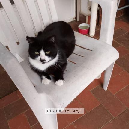 Photo 1/1 TIMI Chat lost in Nevy les dole