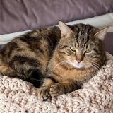 Picture of cat lost at Helecine