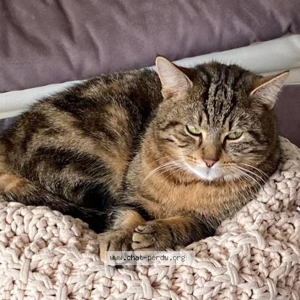 Photo 1/1 Mowgli Chat lost in Helecine