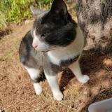 Picture of cat found at Sete