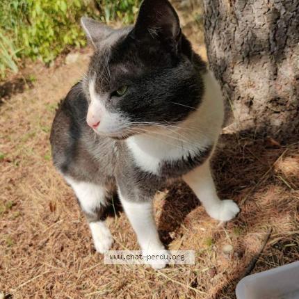 Photo 1/1 Found cat Found in Sete