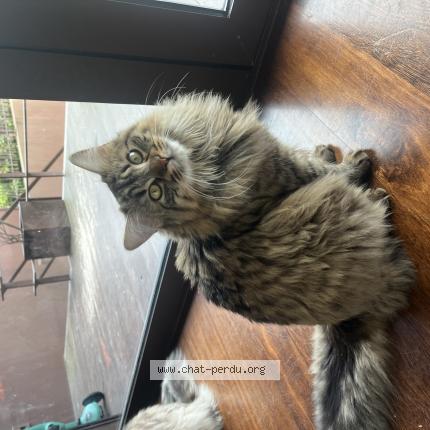 Photo 1/1 Lucky Chat lost in Binic etables sur mer