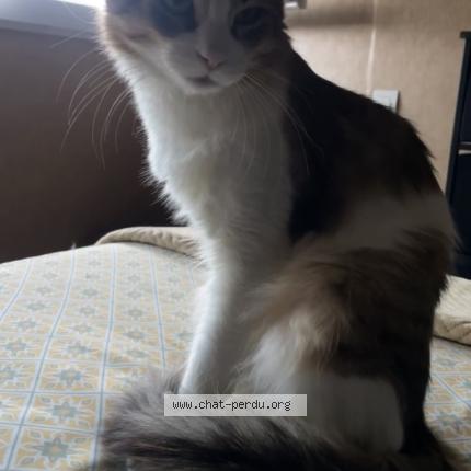 Photo 1/1 Kynou Chat lost in Albi