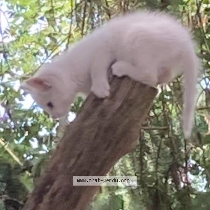 Photo 1/1 Georgette Chat lost in Ballon saint mars