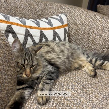 Photo 1/1 Grisou Chat lost in Poisy