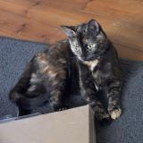 Picture of cat lost at Le Mans