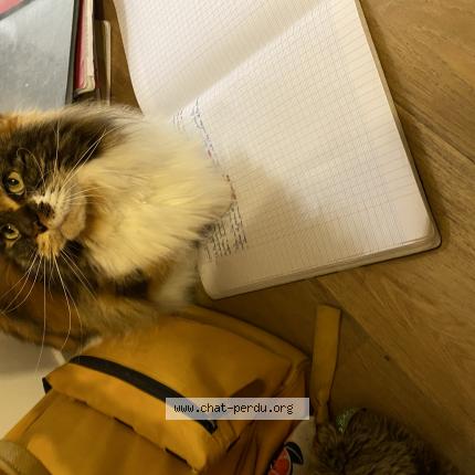 Photo 1/1 Sonate Chat lost in Meudon